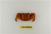 藏品(白紋方蟹)的圖片